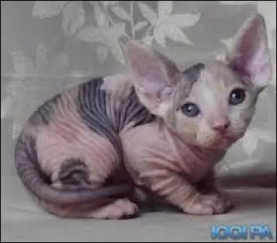 De quelle race s'agit-il ?