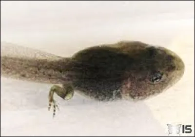 En quel animal va-t-il se transformer ?