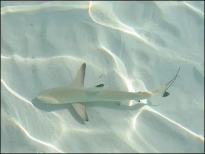 C'est un bébé requin ...