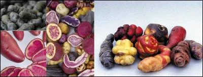 Voici un petit dialogue entre une mère et son fils : 
- Va me chercher une Tartaufle : 
- Oui, maman ! Mais ce n'est pas une tartaufle mais un tartaufle.
- Non, tu te trompes, c'est un mot féminin !
Si vous connaissez le genre du mot "tartaufle", il vous sera facile de trouver sa signification !