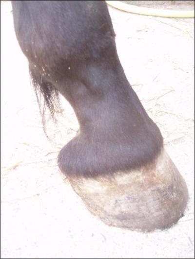 Comment s'appellent les jambes du cheval ?