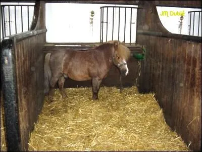 Quand on rentre dans le box d'un cheval on doit...
