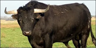 Trouvez la bonne définition !