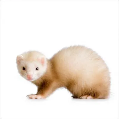 Quel est cet animal ?