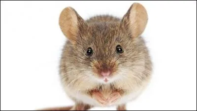 Quel est cet animal ?