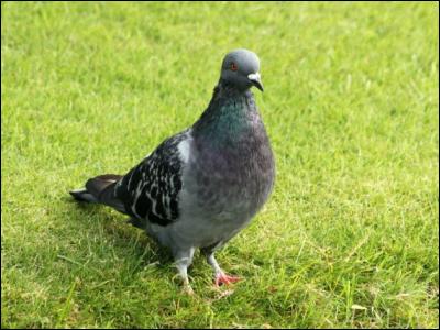 Sur les toits, le béton ou dans l'herbe, vous pouvez croiser cet oiseau ; un...