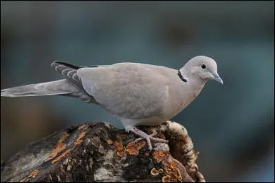 Un autre oiseau de l'ordre des Columbiformes, mais plus petit que les précédents. Grâce aux couleurs et à la tache noire qu'il porte au cou, vous reconnaissez...