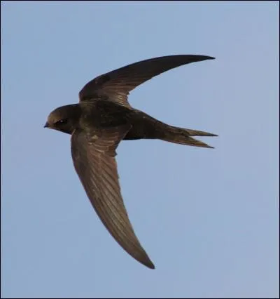 Cet oiseau est souvent pris, à tort, pour une hirondelle. Malgré des ressemblances physiques et éthologiques, il n'a rien à voir avec celle-ci, car c'est...