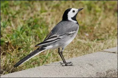 Cet oiseau, reconnaissable à sa longue queue et à son plumage tricolore, est commun en ville. C'est...