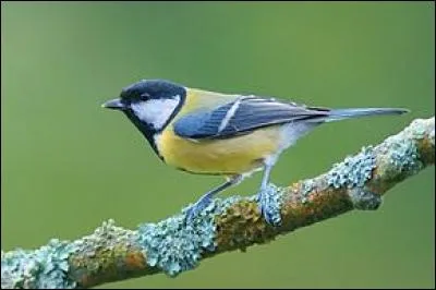 Cet oiseau est l'un des plus communs d'Europe, car on le trouve partout. C'est...