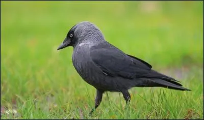 Très proche des corneilles, cet oiseau semble en être le modèle réduit, même s'il a plusieurs différences notables. C'est...