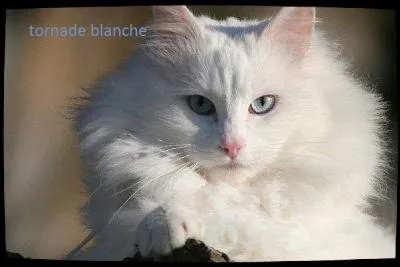 C'est vraiment une tornade :