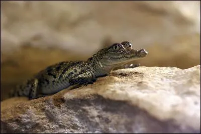 A qui est ce b&eacute;b&eacute; ?