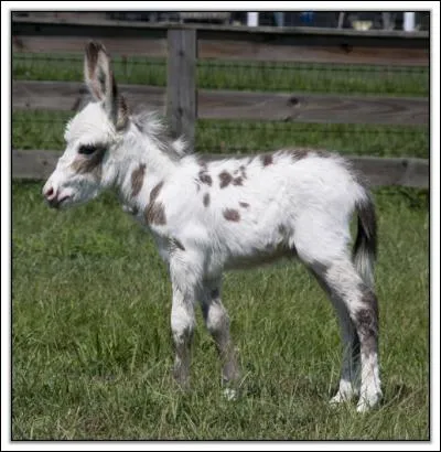 A qui est ce b&eacute;b&eacute; ?