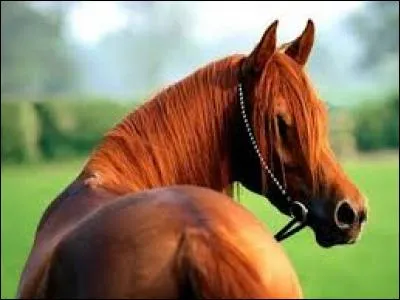 Quelle est la robe de ce cheval ?