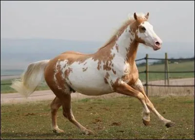 Quand on donne du pain à un cheval il faut le couper et il doit être...