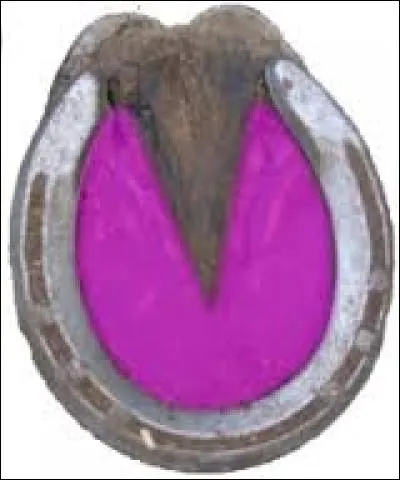 La sorte de triangle pas violet sur le sabot s'appelle...