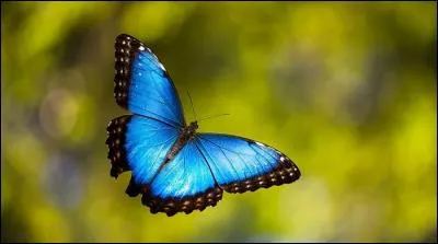 Quelle chenille a donné ce magnifique papillon ?