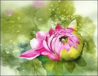 Calendula, plante facile à cultiver :