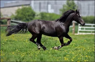 Quel bruit entends-tu quand un cheval galope ?