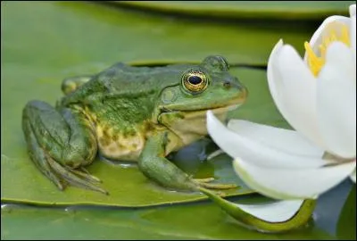 Cette grenouille verte est très bavarde. Que dit-elle ?