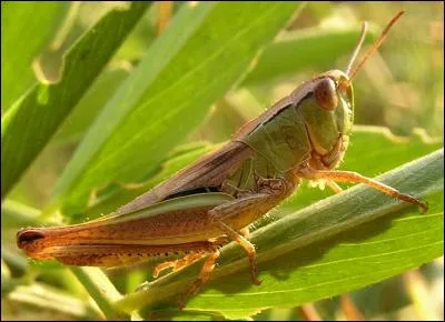 Un grillon est là. Tu l'entends. Il fait...