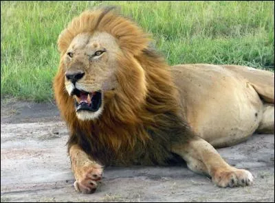 Ce lion crie fort. Tu entends...