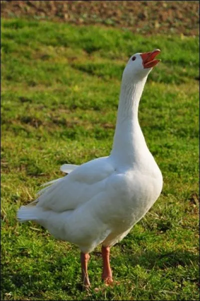 Quelle belle oie des neiges ! Que dit-elle ?