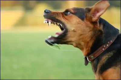 Ne t'approche pas de ce chien ! Il montre les dents et grogne. Qu'entends-tu ?