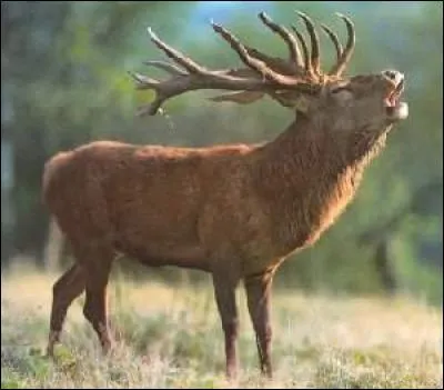 Pendant la période des amours, le cerf brame. Imite-le.