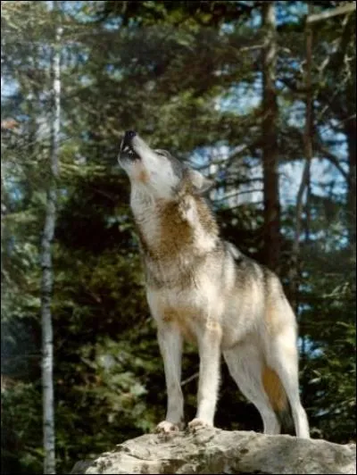 Imite ce loup.