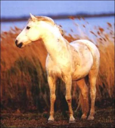 Le camarguais est une race...