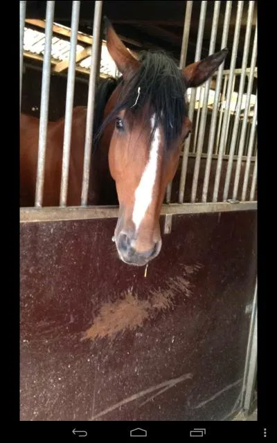 Qu'a ce cheval sur la tête ?