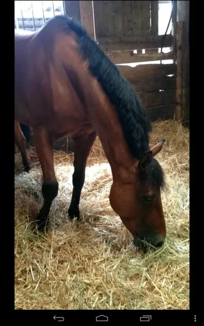 Quelle est la robe de ce cheval ?