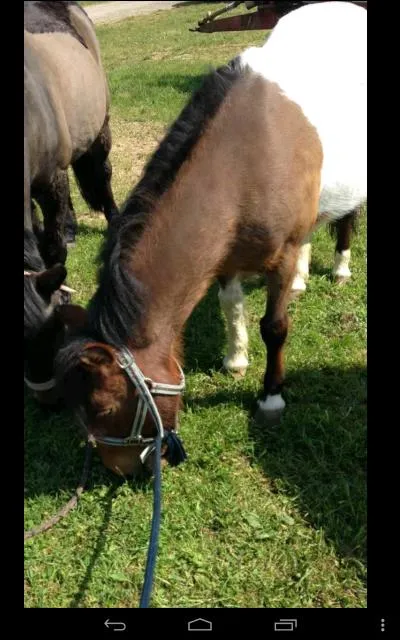 Quelle est la robe de ce poney ?