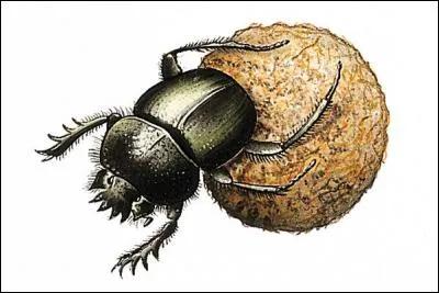 Le scarabée Khépri représente l'insecte dans son pictogramme, mais que représente-t-il en tant que verbe dans son idéogramme ?