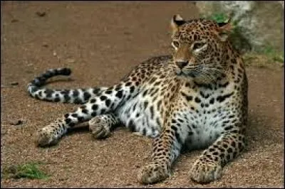 Quel animal est le plus rapide ?