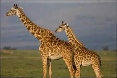 Je suis un animal d'Afrique et j'ai un grand cou ; qui suis-je ?