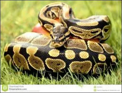 Lequel de ces reptiles perd sa peau pour en avoir une nouvelle ?