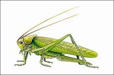 Parmi ces animaux lesquels sont des insectes ?