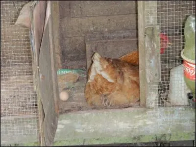 Oléagineuse, compagne de Popeye !