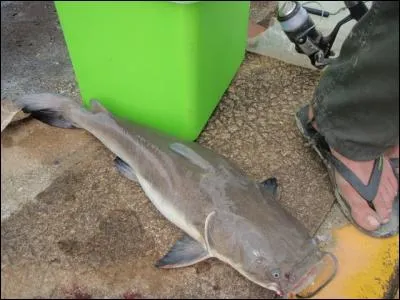 Ce sont des conducteurs nerveux !