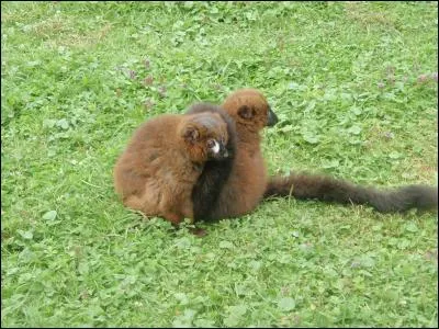 Physalis, coqueret, lanterne ou alkékenge !