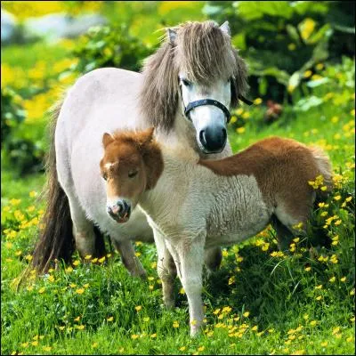 Les chevaux ont-ils des amis quand ils sont sauvages ?