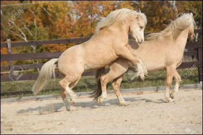Est-il bon pour un cheval de se disputer ?