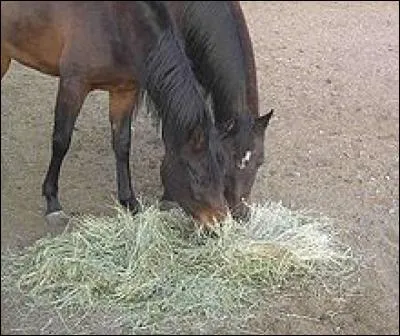Comment s'appelle la nourriture des chevaux ?