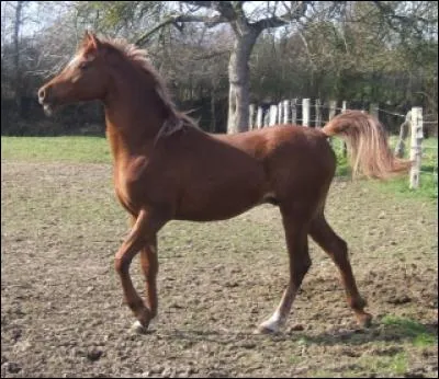 A quel âge le cheval peut-il être monté ?
