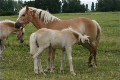 Le lait que le poulain boit à sa naissance est-il obligatoire ?