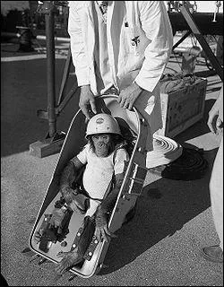 Quel est le prnom du premier singe a avoir voyag dans l'espace ?