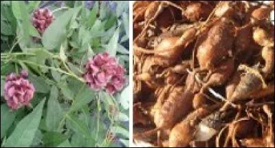 C'est à Saint-Jean-de-Beauregard que j'ai eu la surprise de découvrir un légume étonnant, un jour de septembre. On consomme les tubercules d'une plante volubile aux superbes fleurs violacées.